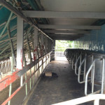 View of cow standing from exit