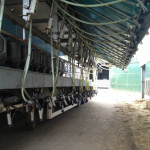 View of the cow standing from the exit end of the operator area