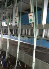 View of the cow standing from the operator area