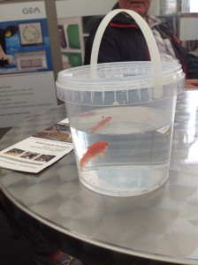 Welcome Finney the fish!