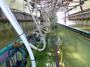 Image of  Mr Rowlinson's milking parlour