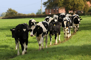 cows